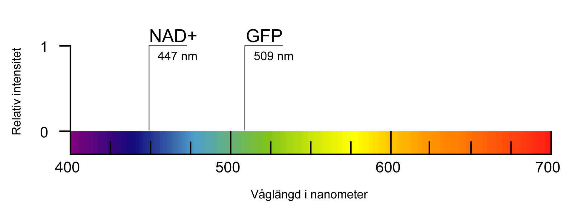 Färgspektrum som visar emissionstoppar för NAD+ och GFP