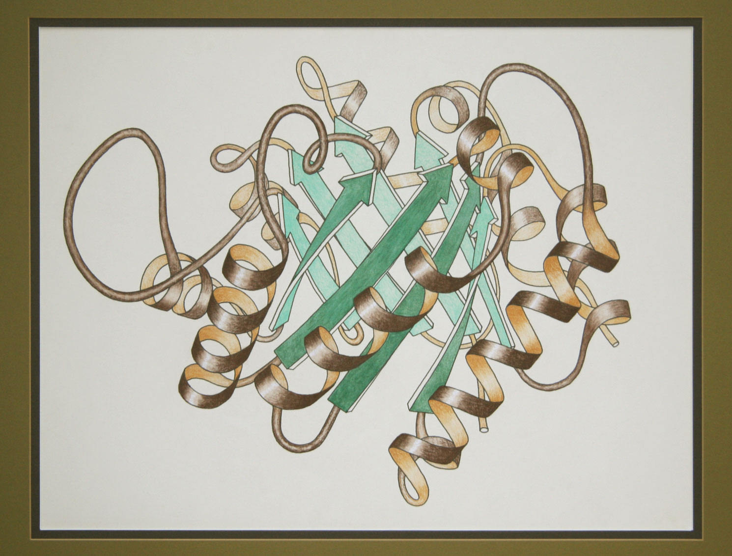 Hand-drawn ribbon diagram of a molecule