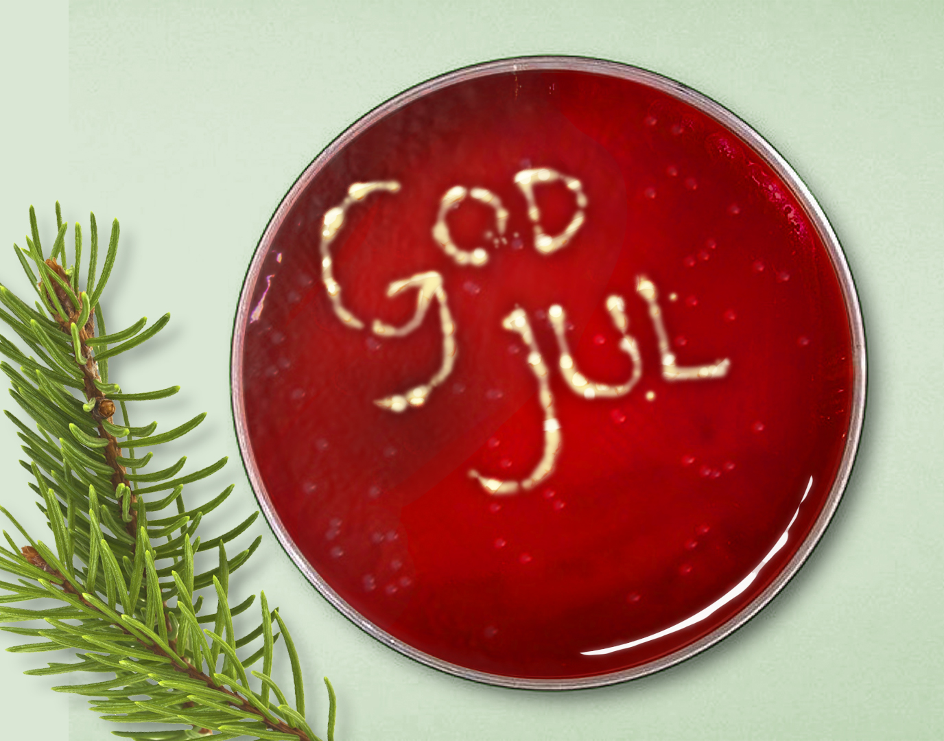 Bild som visar god julhälsning skriven i agar