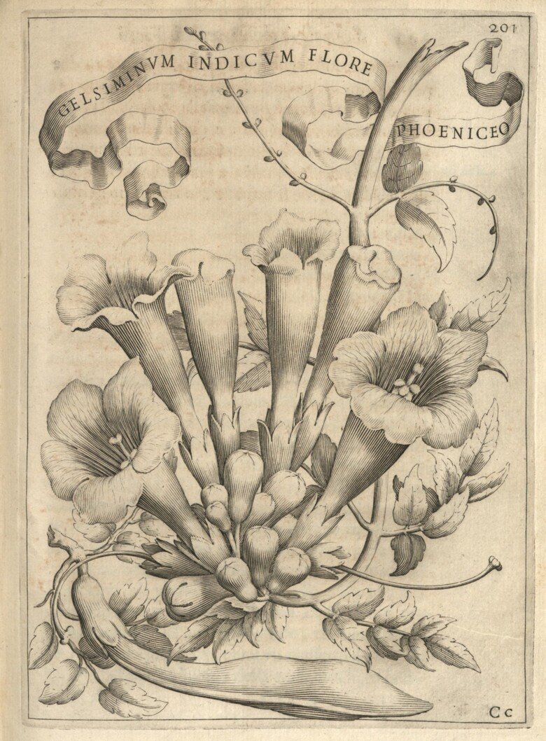 "Gelsiminum Indicum Flore Phoeniceo” by Anna Maria Vaiani (1604-ca 1655). Engraving, 1638.