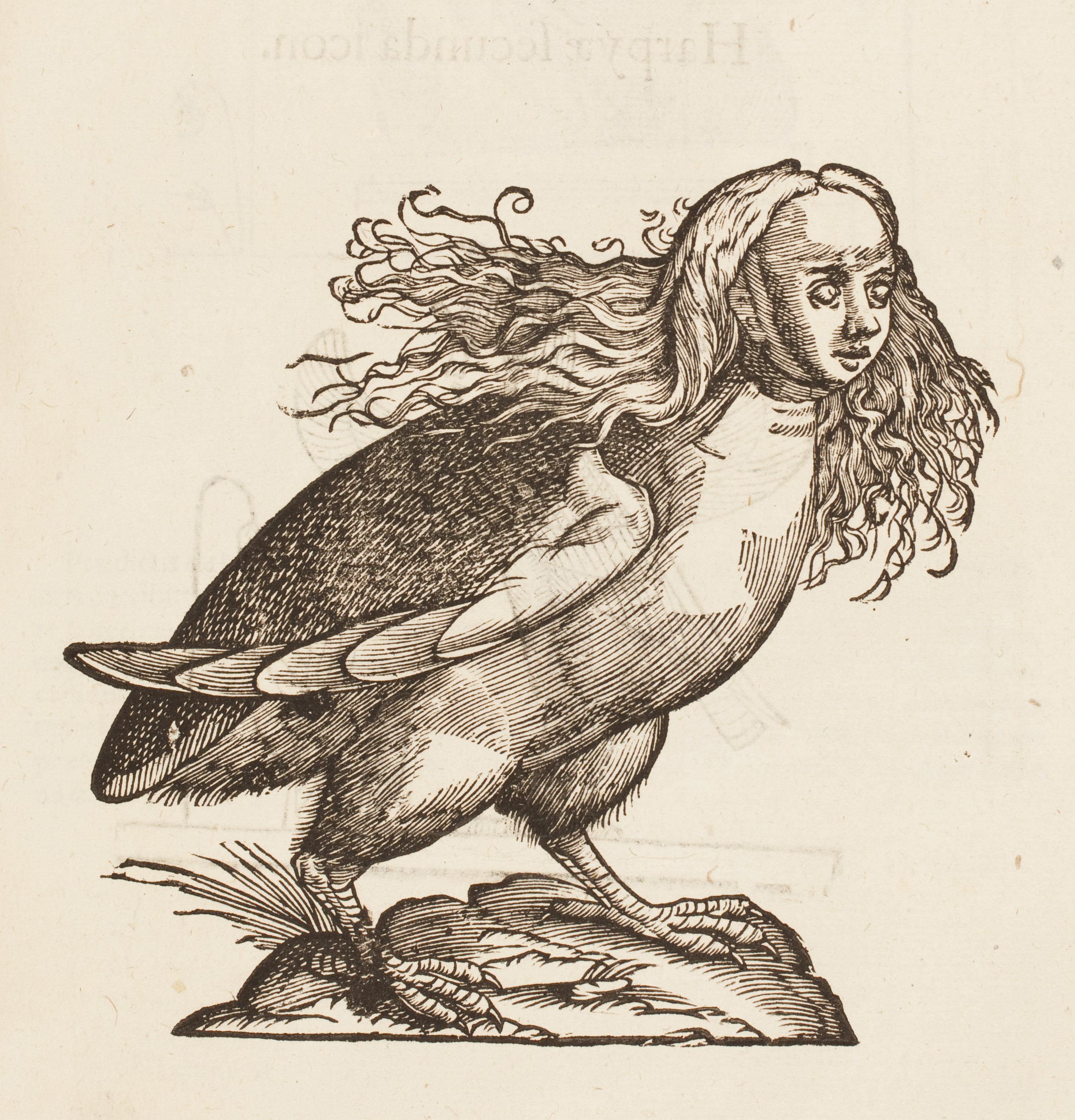 An illustration of a harpy in Ulisse Aldrovandi's Monstrorum Historia, Bologna, 1642.