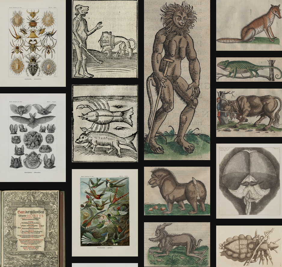 Sample of the hagströmer Library image gallery