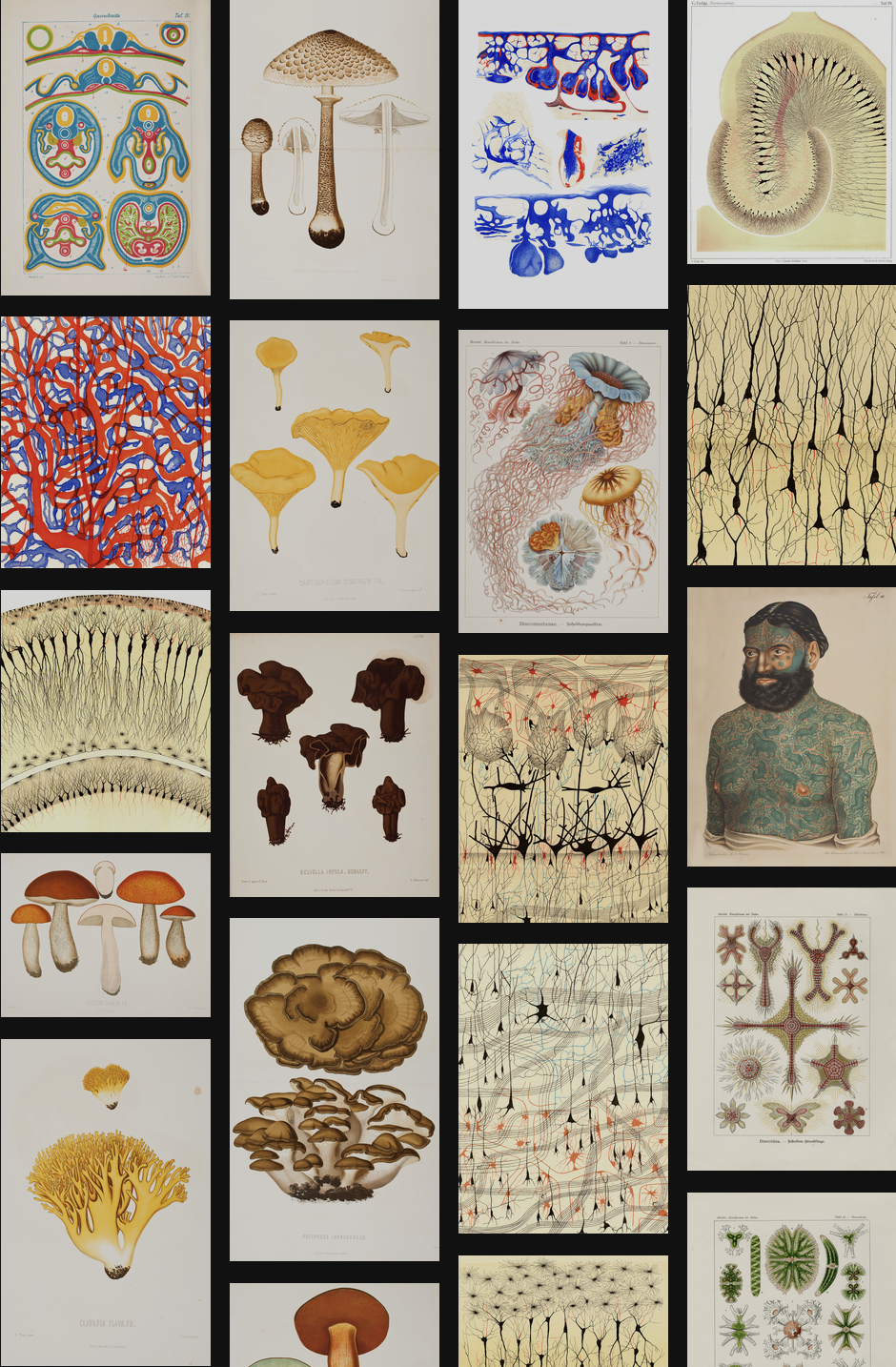 Sample of the hagströmer Library image gallery