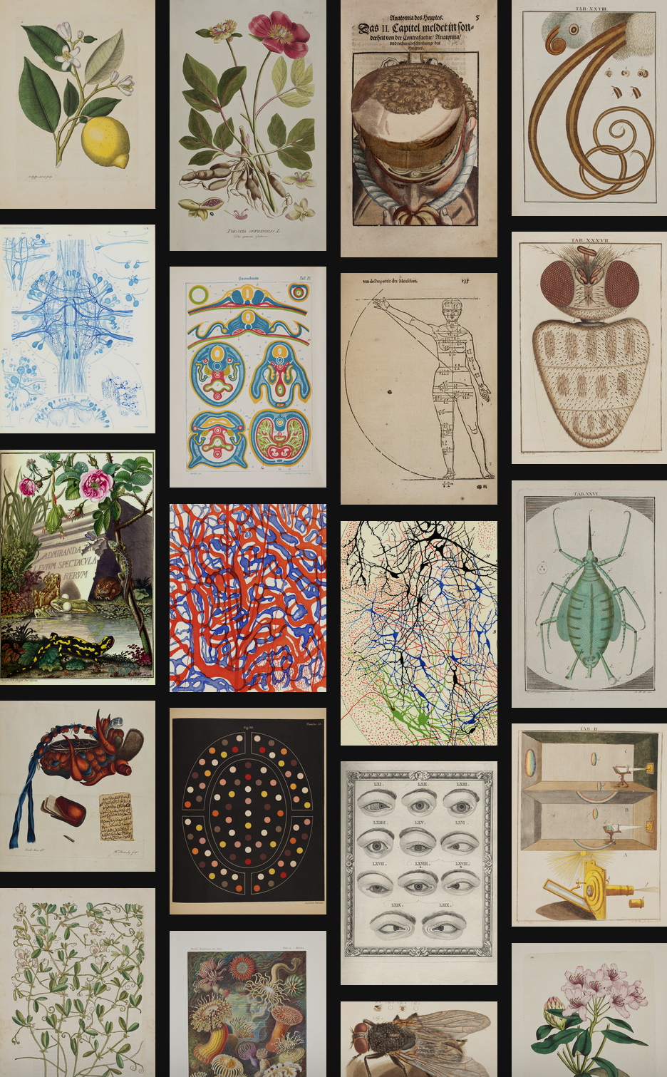 Sample of the hagströmer Library image gallery